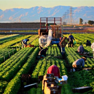 CHƯƠNG TRÌNH THỰC TẬP NÔNG NGHIỆP – ĐAN MẠCH